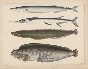 1. Clinus Polyactocephalus, 2. Gunellus Dolichogaster, 3. Belone Gigantea, 4. Scomberesox, 1855 da H. Patterson